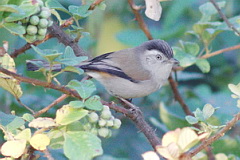 Blue-winged Minla