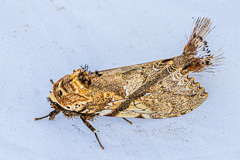 Dudusa synopla