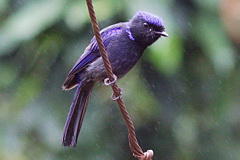 Large Niltava