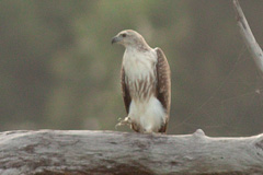 Lesser Fish Eagle