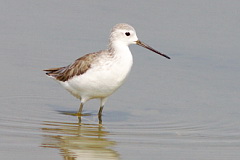 Marsh sandpiper