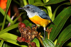 Orange-bellied Flowerpecker