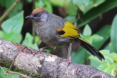 Silver-eared Laughingthrush