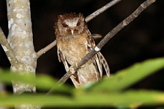 White-fronted Scops Owl