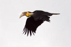 Wreathed Hornbill
