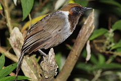 White-necked Laughinthrush