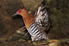 Red-legged Crake