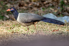 Coral-billed Ground Cuckoo