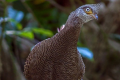Grey Peacock-Pheasant