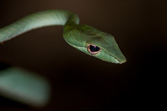 Malayan Vine Snake