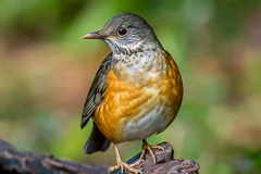 Black-breasted Thrush