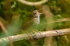 Pygmy Wren-babbler
