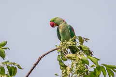 Alexandrine Parakeet
