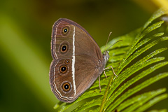 Dark Grass Brown