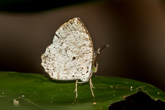 Lesser Darkie