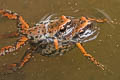 Menglien Paddy Frog Micryletta menglienica
