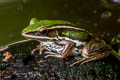 Red-eared Frog Hylarana erythraea (Green-backed Frog)