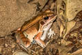 frog