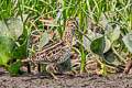 Pantanal Snipe Gallinago paraguaiae