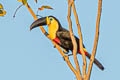 Channel-billed Toucan Ramphastos vitellinus ariel