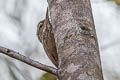Straight-billed Woodcreeper Dendroplex picus picus