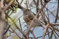 David's Fulvetta Alcippe davidi davidi (Schaeffer's Fulvetta)