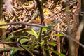 Grey-sided Scimitar Babbler Erythrogenys swinhoei