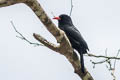 Black-fronted Nunbird Monasa nigrifrons nigrifrons