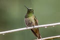 Buff-tailed Coronet Boissonneaua flavescens flavescens