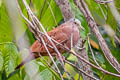 Common Ground Dove Columbina passerina griseola