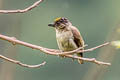 Greyish Piculet Picumnus granadensis antioquensis