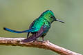 Long-tailed Sylph Aglaiocercus kingii emmae