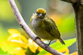 Orange-bellied Euphonia Euphonia xanthogaster chocoensis