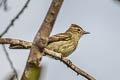 Rufous-crowned Elaenia Elaenia ruficeps