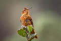 Shining Sunbeam Aglaeactis cupripennis cupripennis