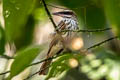 Streaked Flycatcher Myiodynastes maculatus difficilis