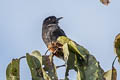 Swallow-winged Puffbird Chelidoptera tenebrosa Chelidoptera tenebrosa