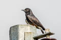 Swallow-winged Puffbird Chelidoptera tenebrosa Chelidoptera tenebrosa