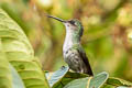 Versicoloured Emerald Chrysuronia versicolor millerii