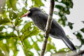 White-fronted Nunbird Monasa morphoeus peruana