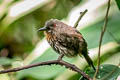 White-whiskered Puffbird Malacoptila panamensis panamensis