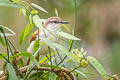 Yellow-chinned Spinetail Certhiaxis cinnamomeus pallidus