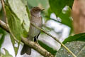 Ecuadorian Thrush Turdus maculirostris