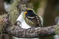 Gilded Barbet Capito auratus punctatus