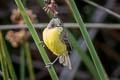 Subtropical Doradito Pseudocolopteryx acutipennis