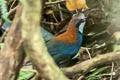 Chestnut-backed Jewel-babbler Ptilorrhoa castanonota castanonota