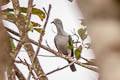 Geelvink Imperial Pigeon Ducula geelvinkiana
