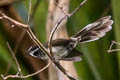 Supertramp Fantail Rhipidura semicollaris squamata