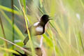 White-shouldered Fairywren Malurus alboscapulatus aida