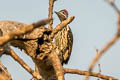 Black-rumped Flameback Dinopium benghalense
